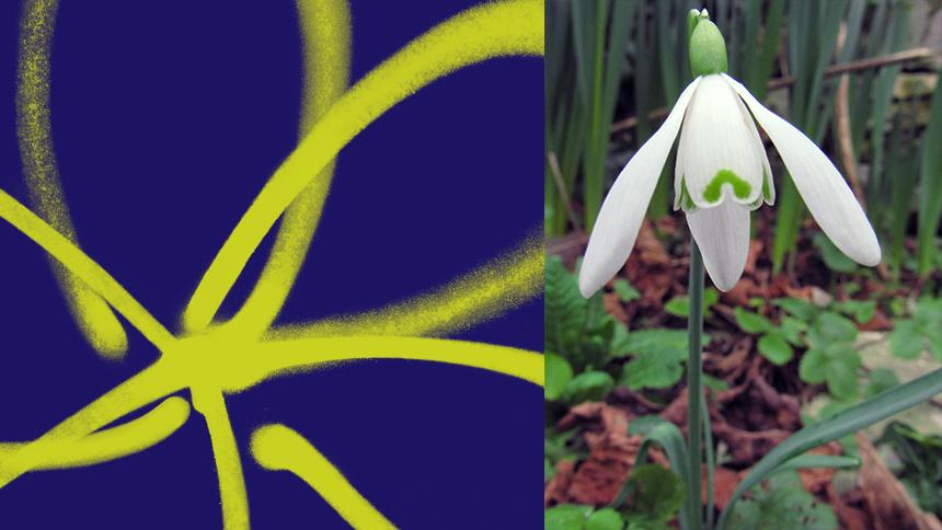 A close-up photo of a snowdrop
