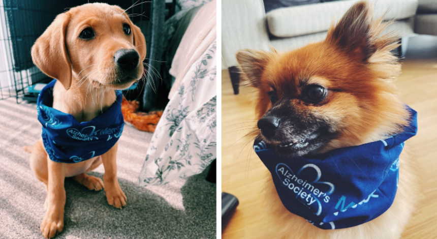 India's puppies wearing blue Memory Walk scarves