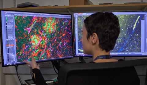 A researcher looking at an image of cells on a computer